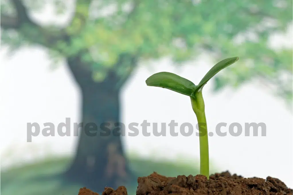 Simbolizando un nuevo comienzo con un árbol recién plantando.