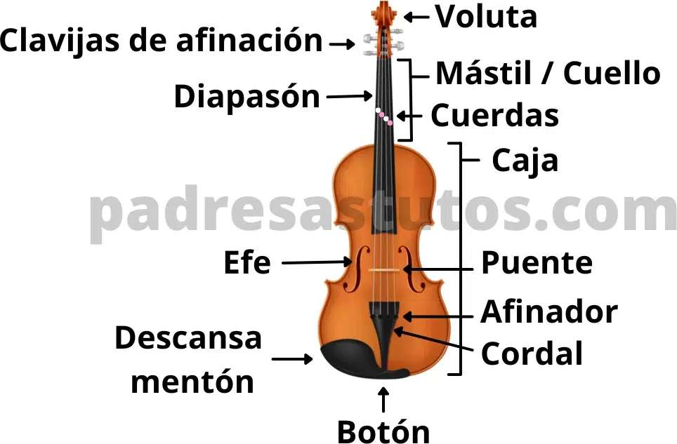 Partes del violín.